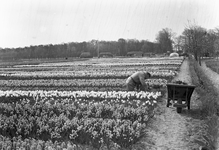 836748 Gezicht op een bloembollenveld in de omgeving van Vogelenzang.